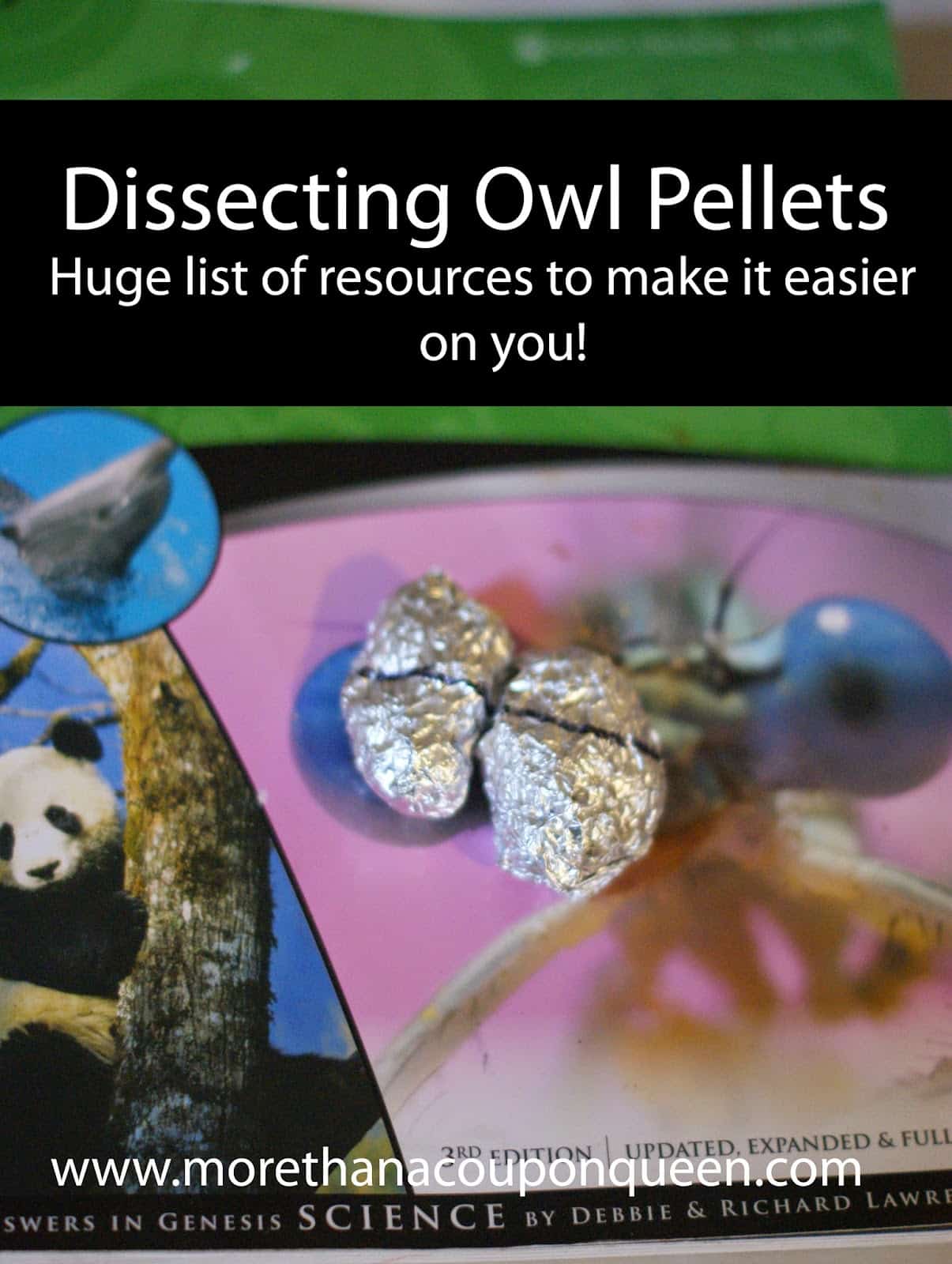 Dissecting Owl Pellets