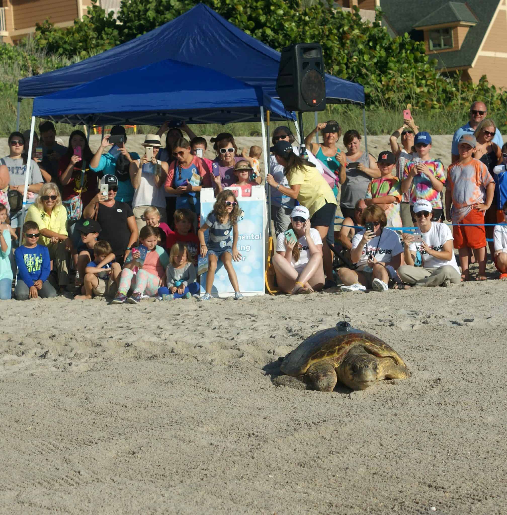 What we learned at the Tour De Turtles at Disney's Vero Beach Resort - Sea Turtle Release