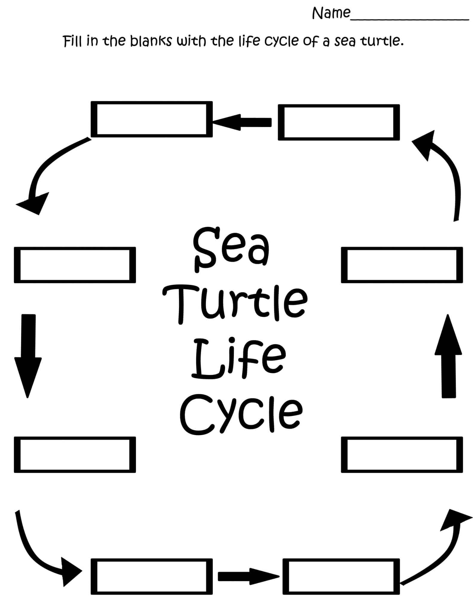 Life Cycle of a Sea Turtle - Free Printable worksheet for the life cycle of a sea turtle