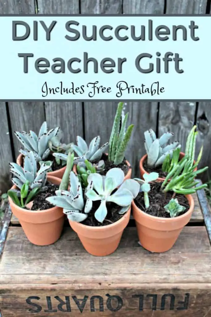 With Teacher Appreciation Week and Mother's Day coming up I decided to work on a fun gift idea with my daughter. I hope you enjoy this diy succulent teacher gift. This easy diy teacher gift idea would also work perfectly as a diy mother's day gift. #DIY #TeacherGift