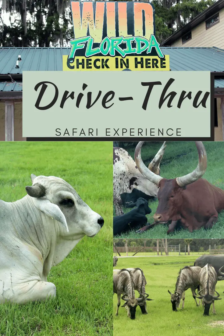 Central Florida has a drive-thru safari park where you can see a variety of animals. Not only can you get up close and personal by feeding a giraffe, but you can also see animals like zebras, ostriches, and many more! Even better, this is a safe option in light of the current world as you don't leave your car for the experience. Let me share some additional information with you about Wild Florida Drive-Thru Safari Park!