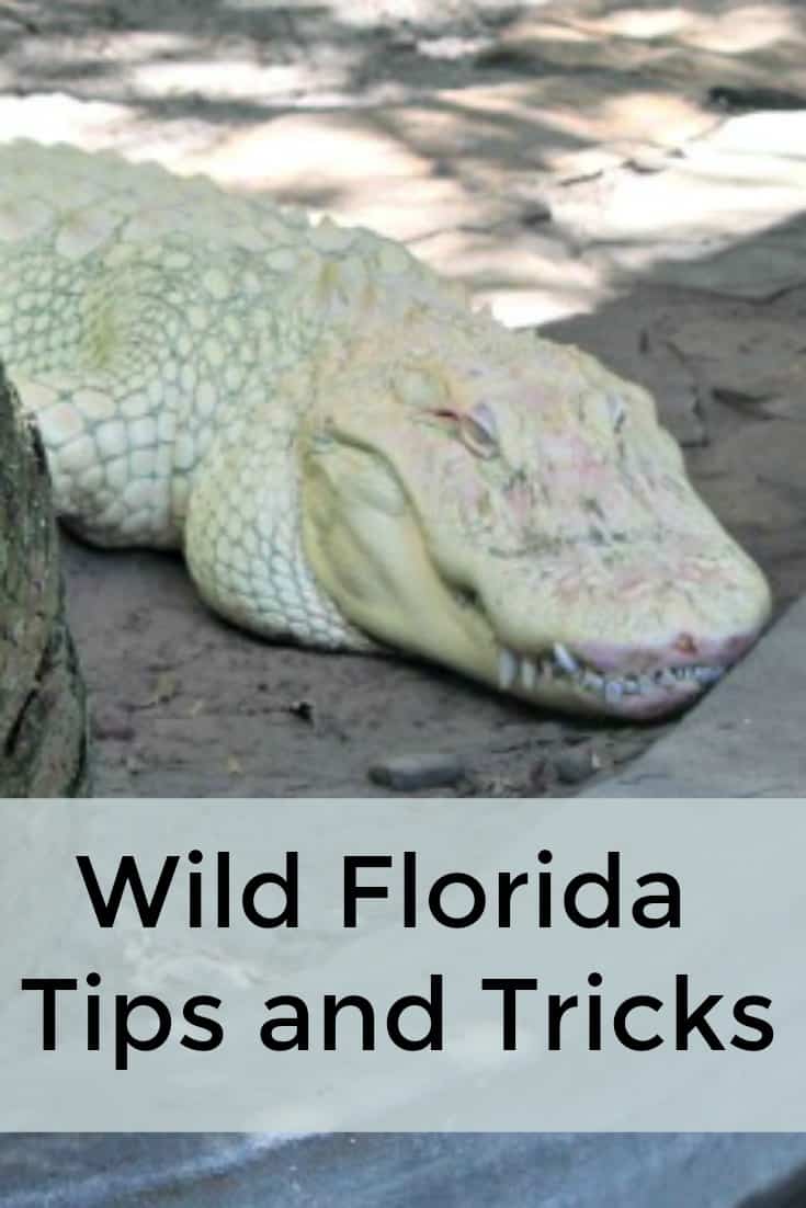 Wild Florida Tips and Tricks